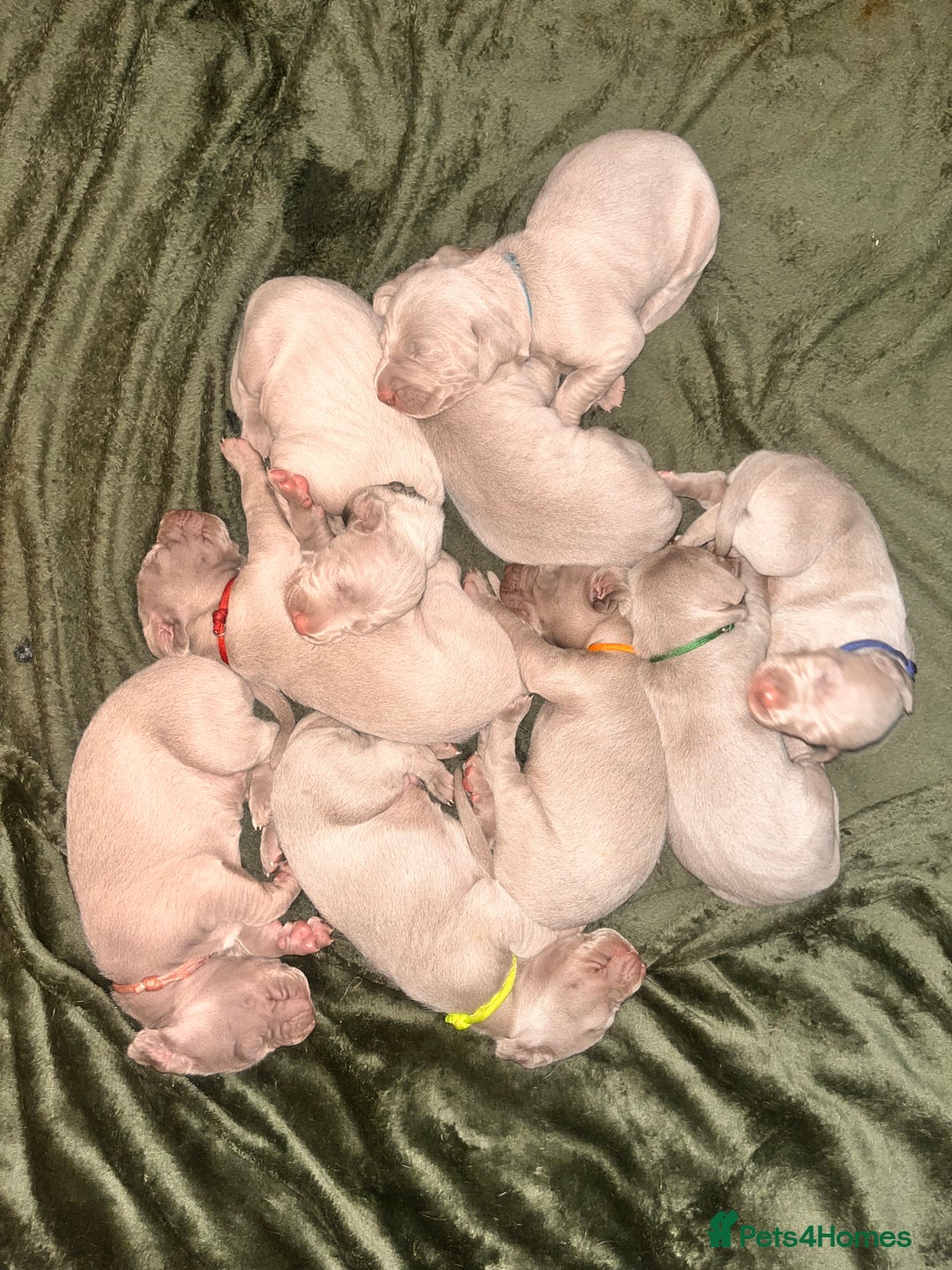 Weimaraner dogs for sale: Weimaraner litter - Image 15