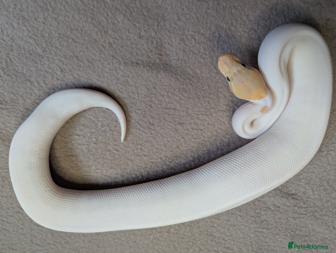 Python Snake reptiles for sale: 2025 Royal Python Hatchlings  - Advert 15