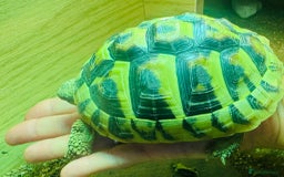 Hermann Tortoise reptiles for sale: Dwarf Herman Tortoise  - Image 2