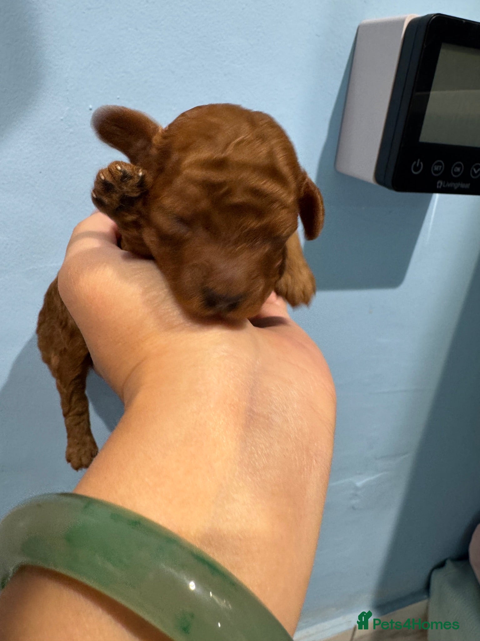 Toy Poodle dogs KC dark ExtraTiny toy poodle puppies champion line - Advert 1