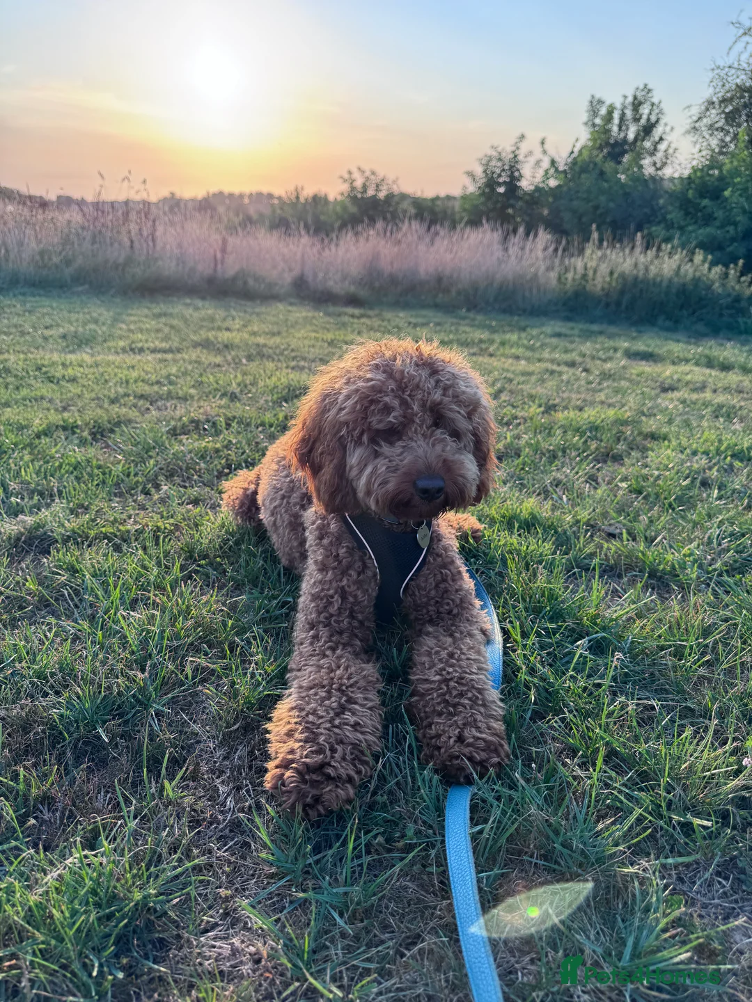 Cockapoo dogs for sale: Loving 14 m/o Cockapoo Seeking the Right Home - Advert 4