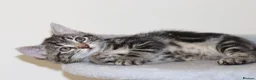 Mixed Breed cats for sale: Adorable Kittens Ready Soon - Advert 9
