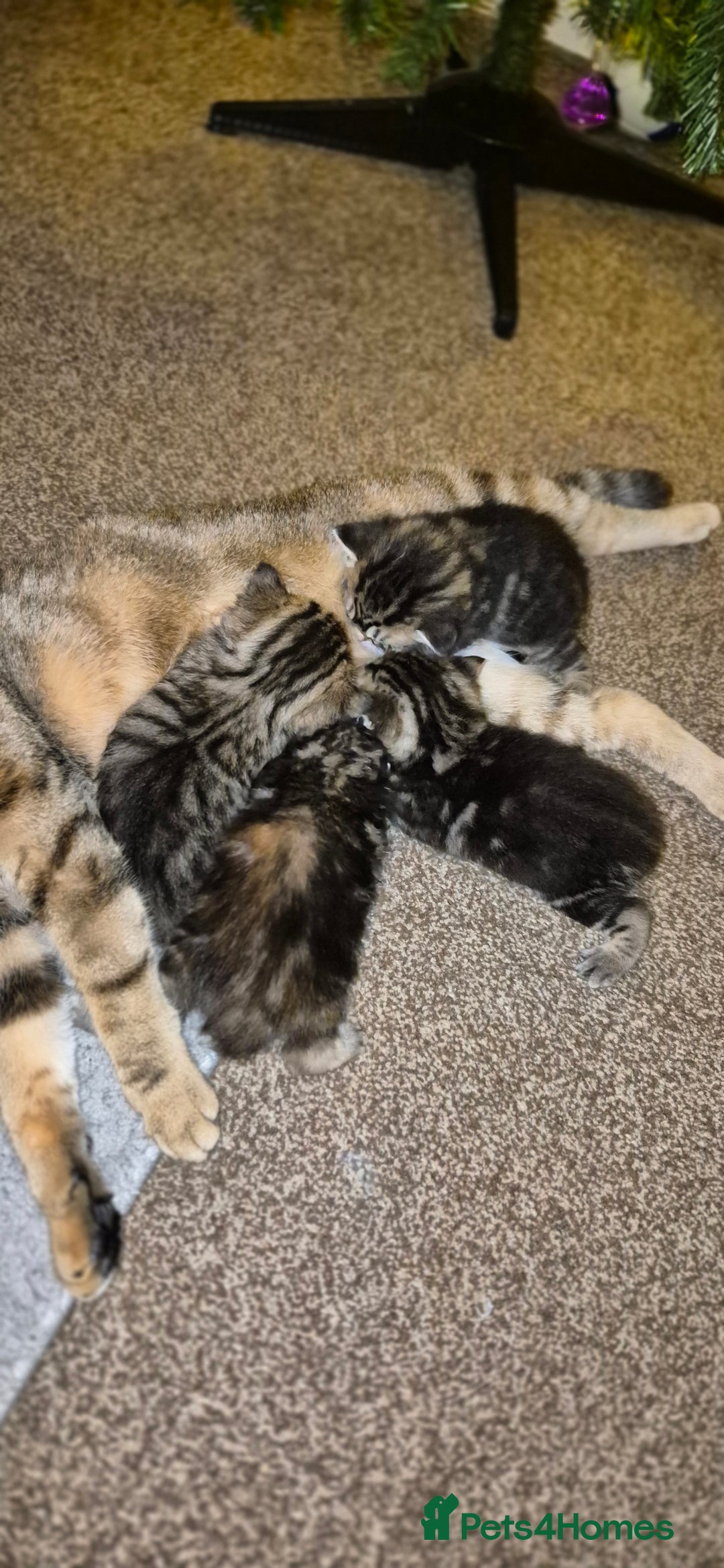 Mixed Breed cats for sale: Tabby/ginger kittens for sale  - Advert 7