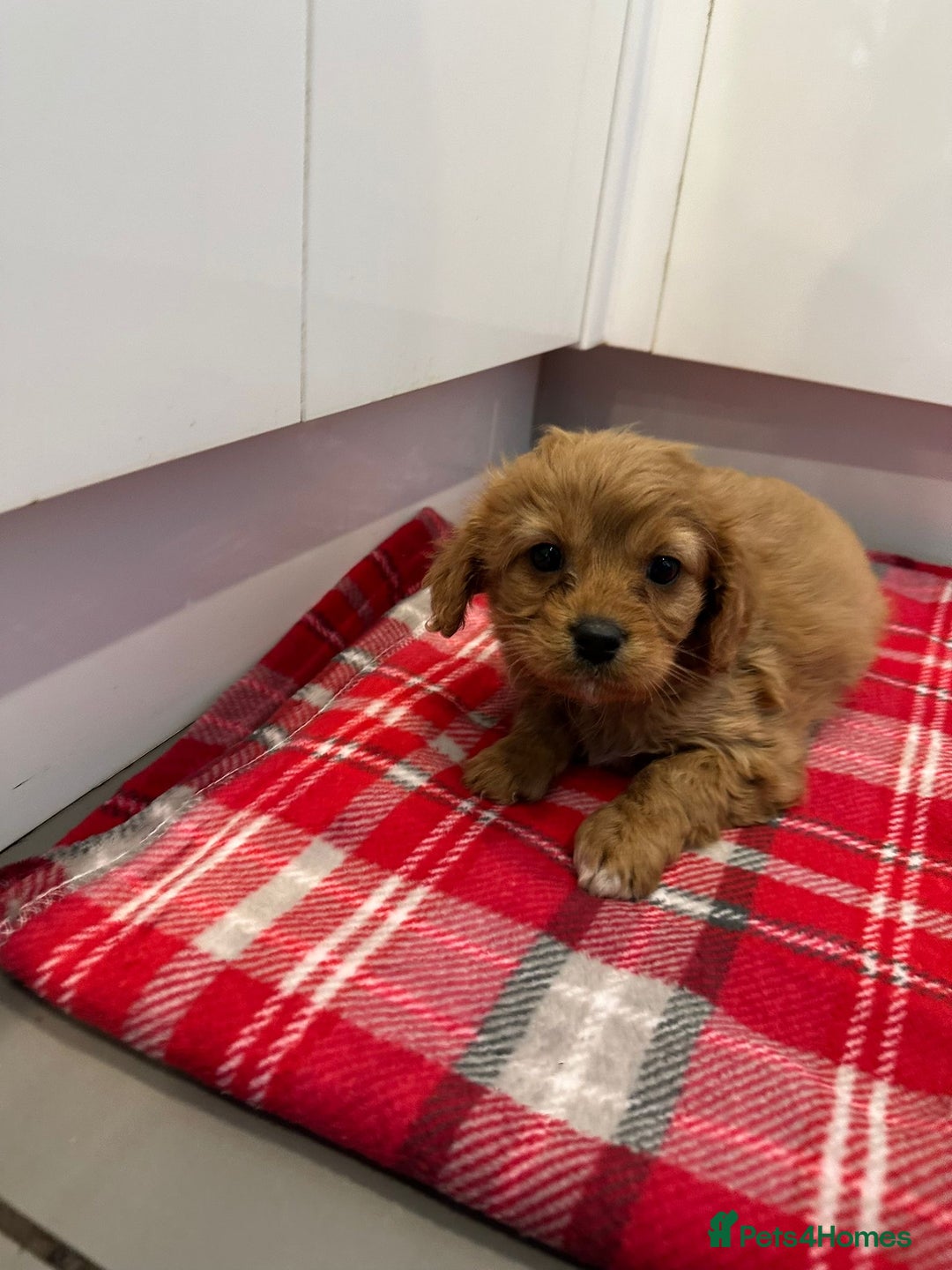 Cavapoo dogs for sale: Cavapoo  - Advert 3