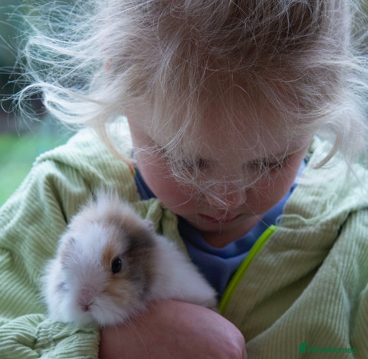 Lionhead rabbits Double-maned Lionhead Bunnies  - Advert 12