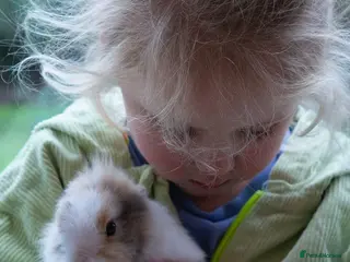 Lionhead rabbits Double-maned Lionhead Bunnies - Advert 12