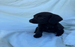 Cocker Spaniel dogs for sale: Beautiful cocker spaniels puppies for sale - Image 14