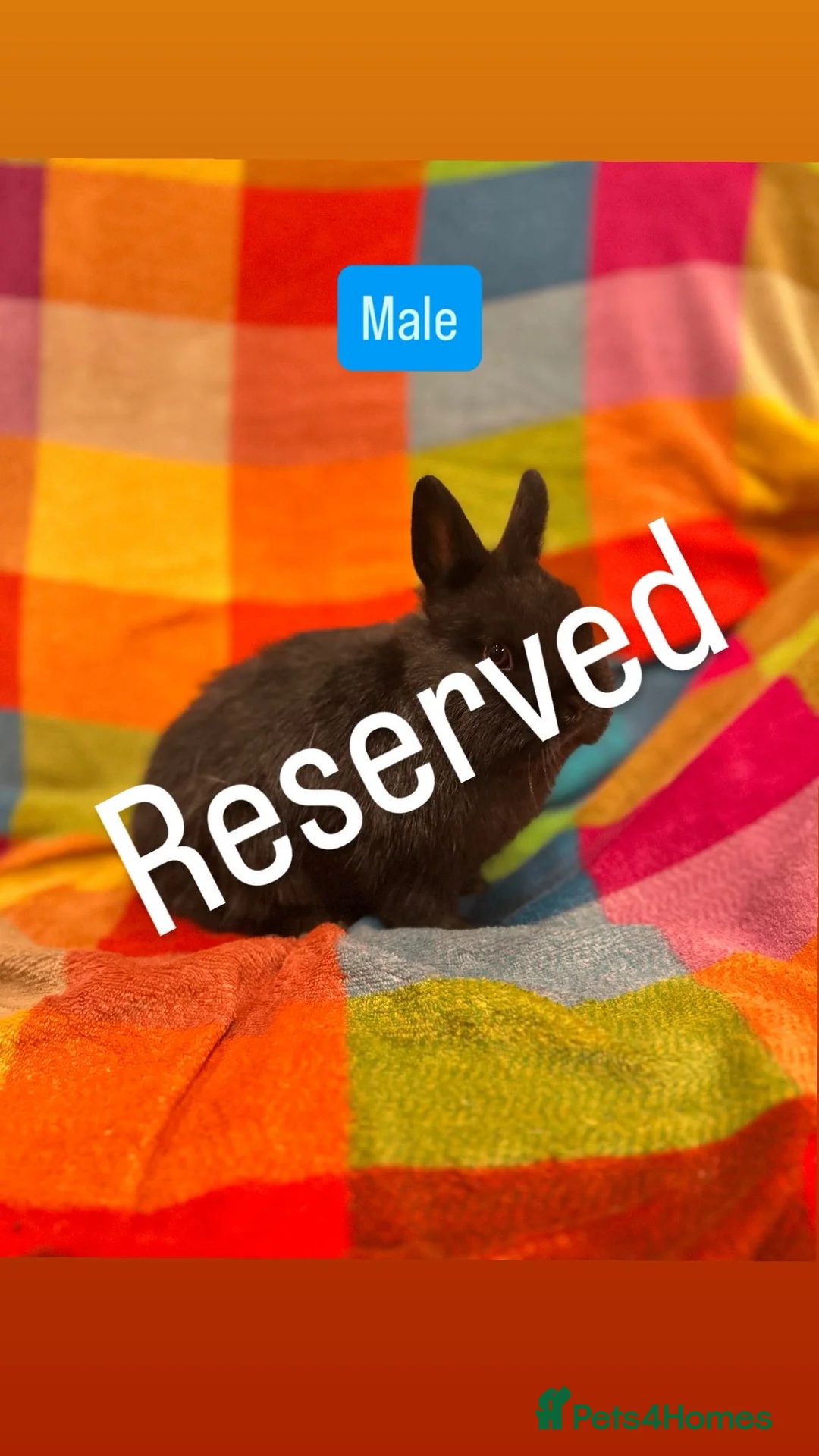 Netherland Dwarf rabbits for sale: Pure Bred Netherland Dwarf Baby Rabbits - Advert 2