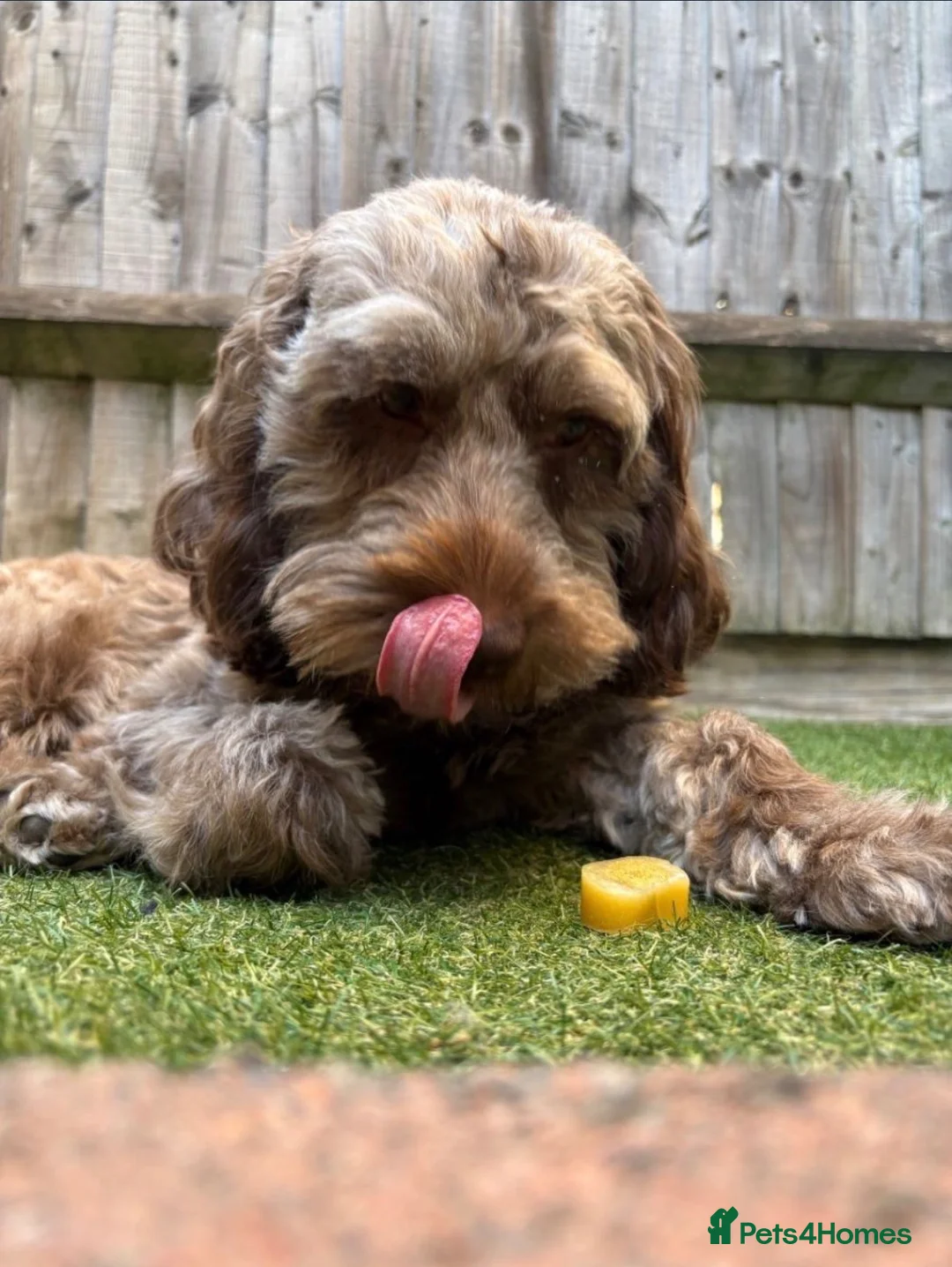 Cockapoo dogs for sale: Merle male cockapoo in London - Advert 5