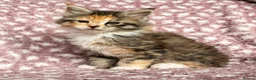 Maine Coon cats for sale: Beautiful Maine Coon Kittens - Advert 12