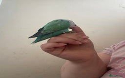 Lovebirds birds for sale: 4 year old female and 6 week old baby  - Image 3