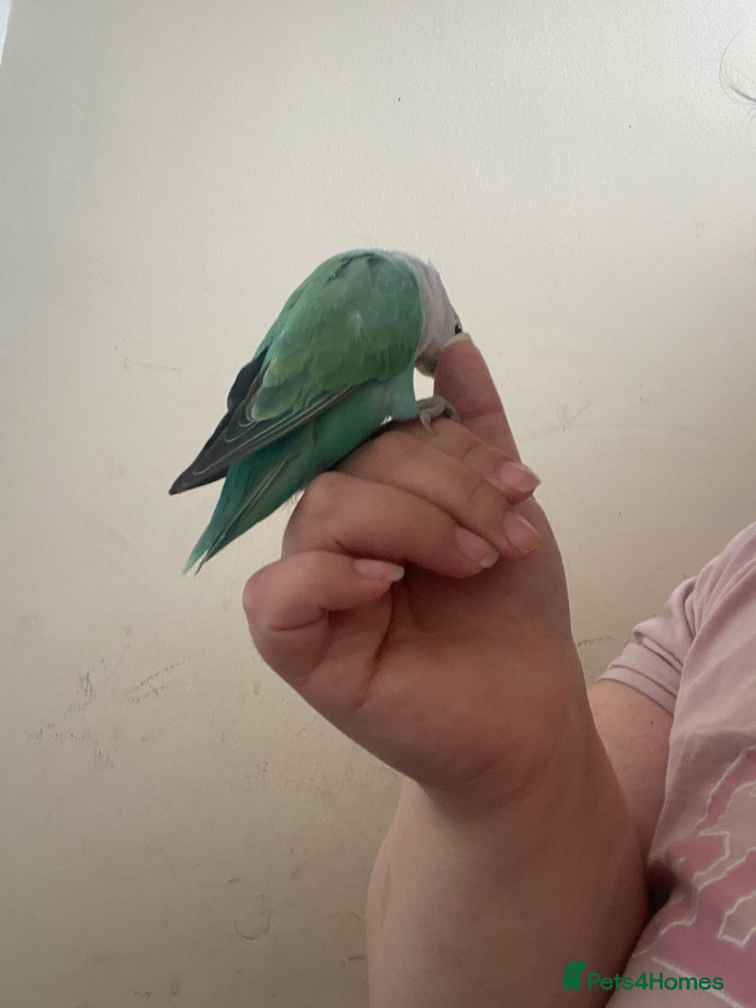 Lovebirds birds for sale: 4 year old female and 6 week old baby  - Image 3