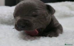 Staffordshire Bull Terrier dogs for sale:  Blue Staffy puppies for sale KC REGISTERED  - Image 36