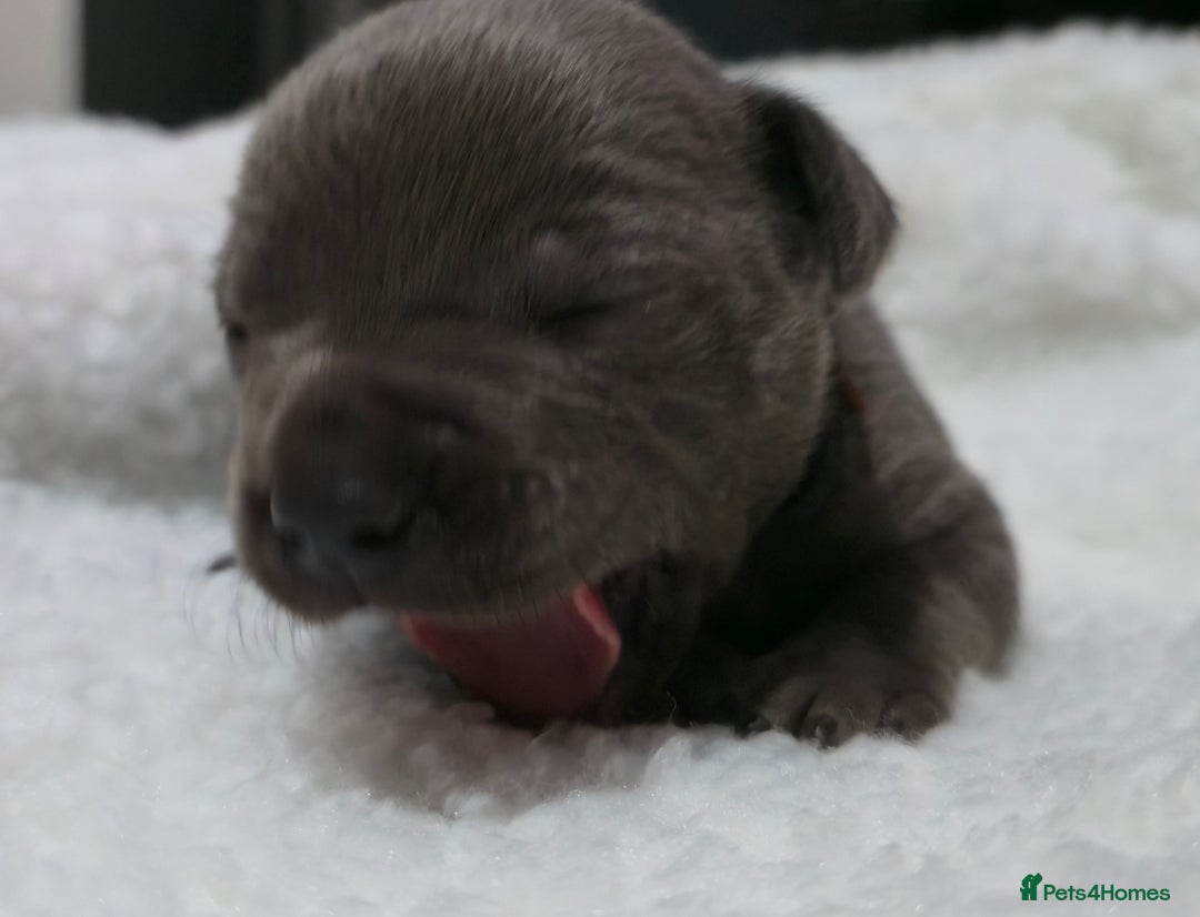 Staffordshire Bull Terrier dogs for sale:  Blue Staffy puppies for sale KC REGISTERED  - Image 36
