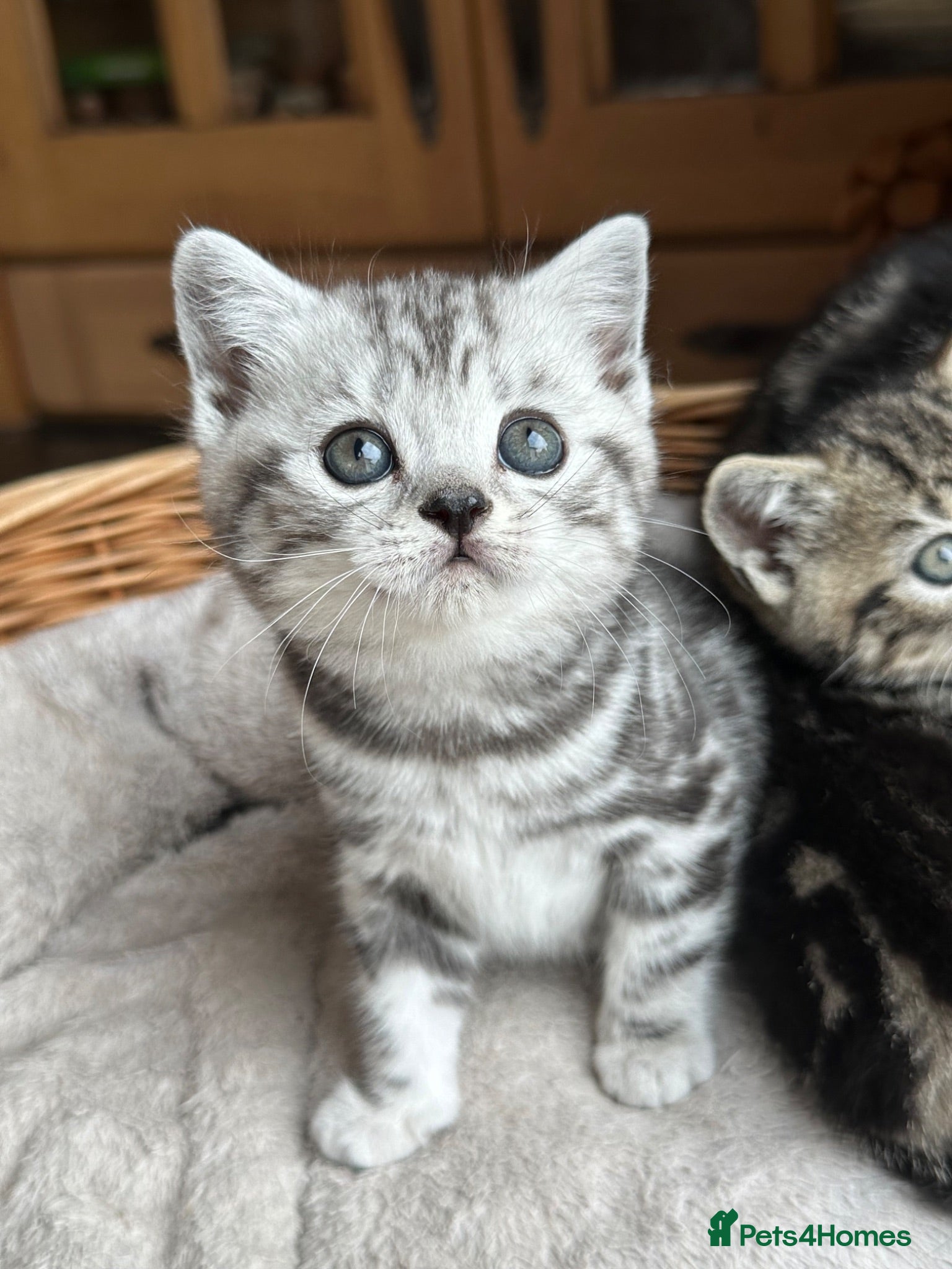 British Shorthair cats British Shorthair Silver Tabby & Chocolate Tabby - Advert 16
