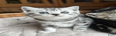 British Shorthair 1
