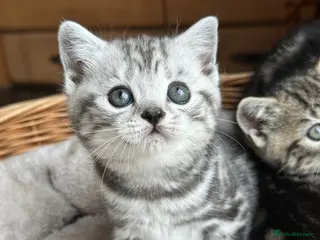 British Shorthair cats British Shorthair Silver Tabby & Chocolate Tabby - Advert 16