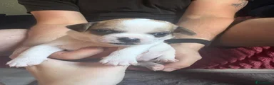 Mixed Breed 2