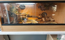 Dragon reptiles for sale: Rankins Dragons- better than beardies! - Image 5