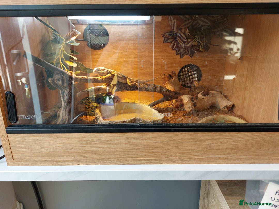 Dragon reptiles for sale: Rankins Dragons- better than beardies! - Image 5