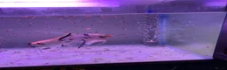 Angelfish fish for sale: Angel fish - Advert 4