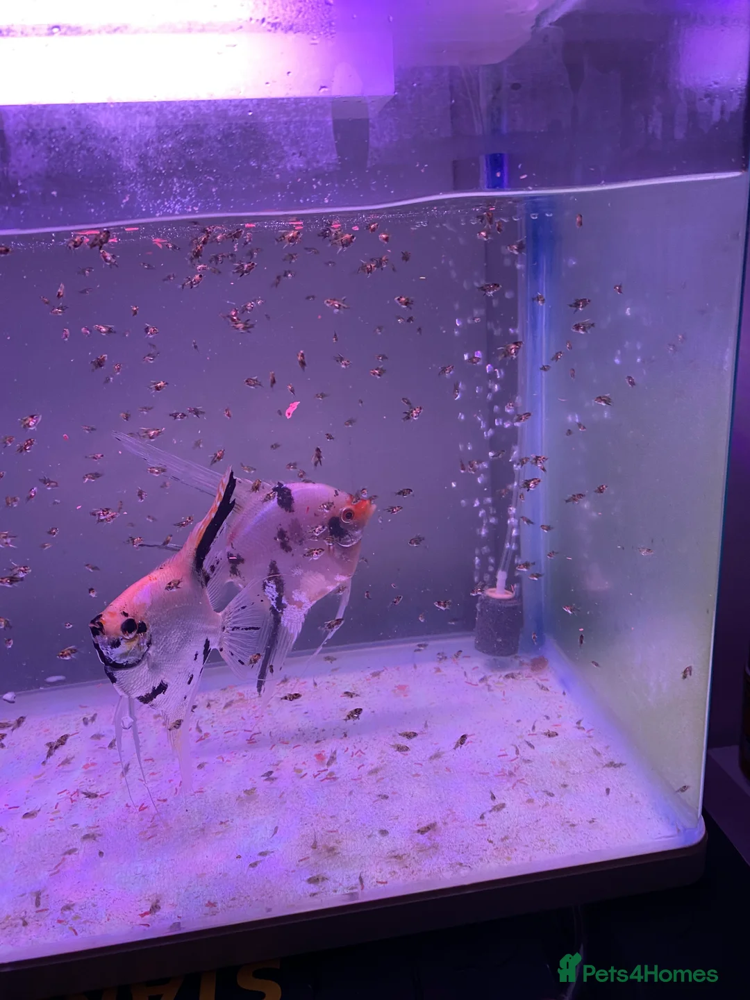 Angelfish fish for sale: Angel fish - Advert 4