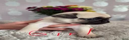 Pug dogs for sale: Pug puppies  - Advert 8