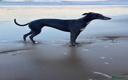 Whippet dogs for sale: Whippet puppies for sale - Image 3