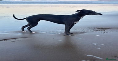 Whippet dogs - Advert 8