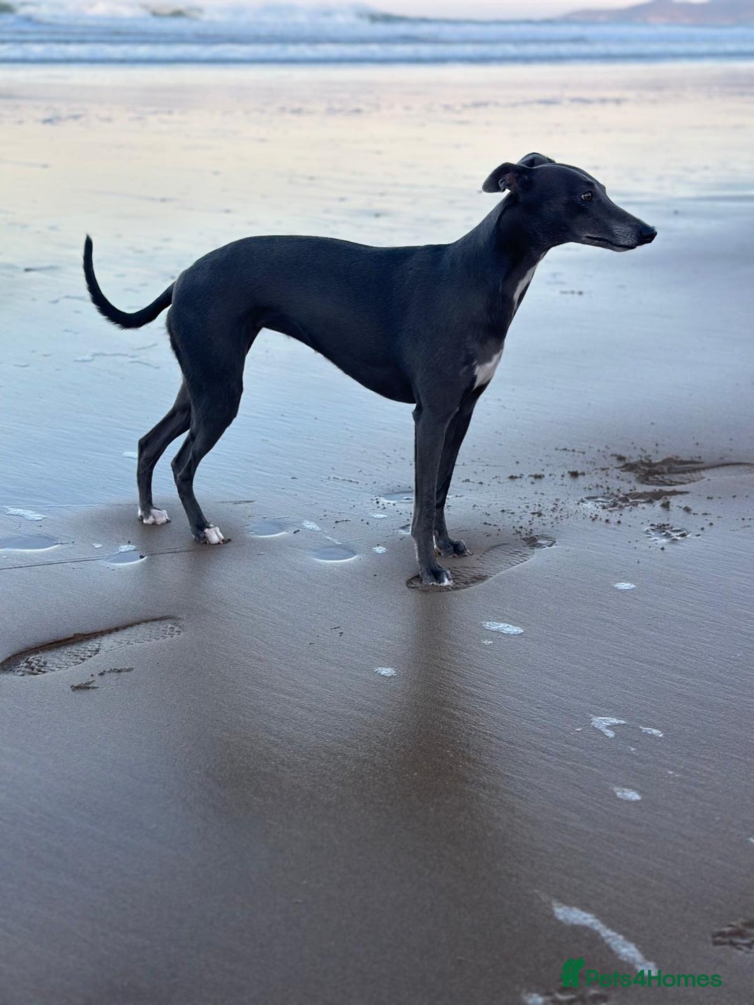 Whippet dogs for sale: Whippet puppies for sale - Image 3