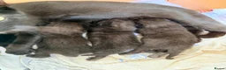 Mixed Breed cats for sale: Black tabby kittens  - Advert 2