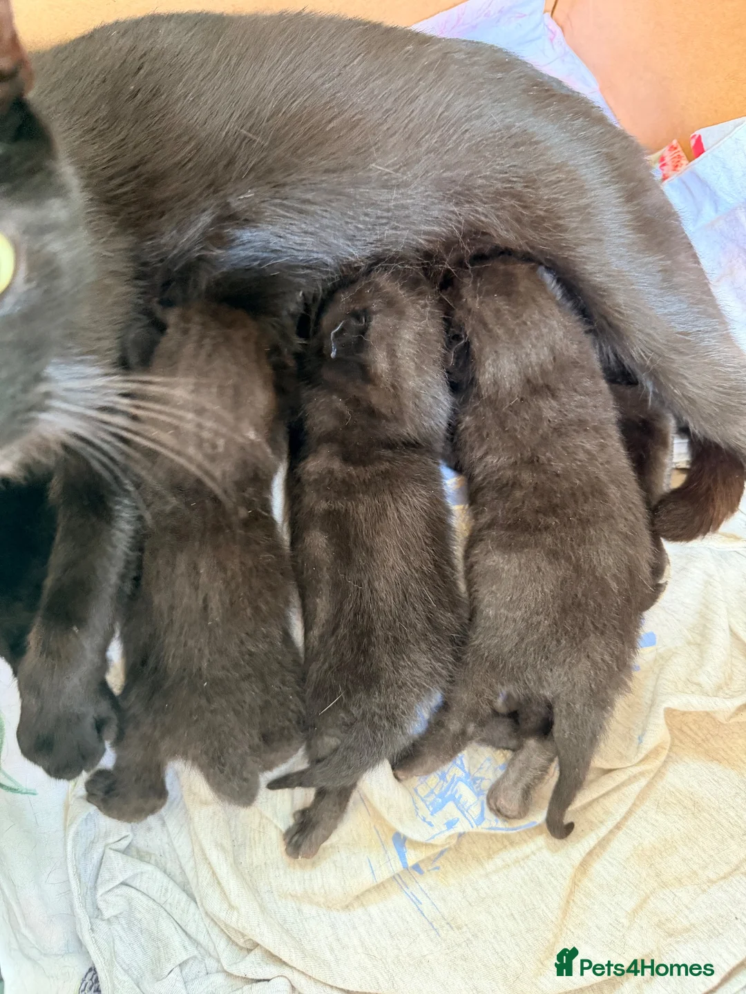 Mixed Breed cats for sale: Black tabby kittens  - Advert 2