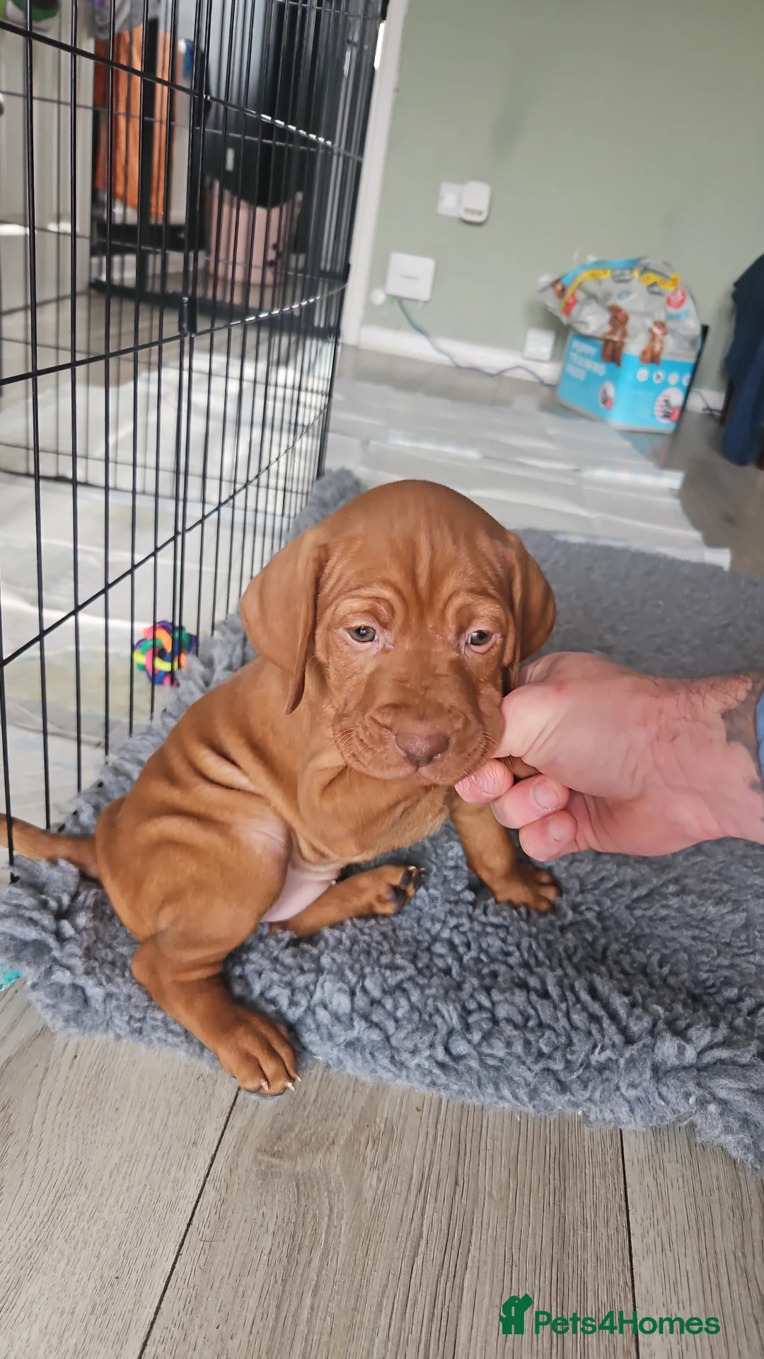 Hungarian Vizsla dogs for sale: 🏆🇭🇺 KC Registered fully trained HungarianVizsla - Advert 25