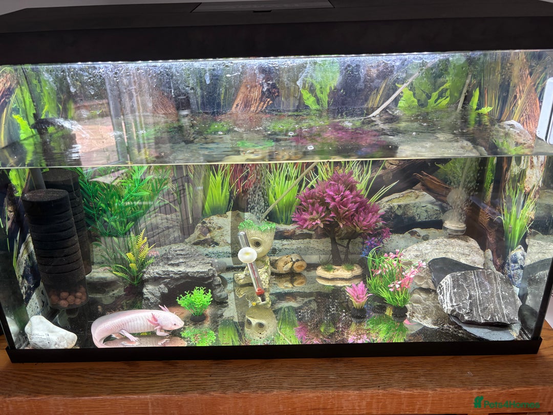 Axolotl reptiles for sale: 6 months Axolotl  - Image 4