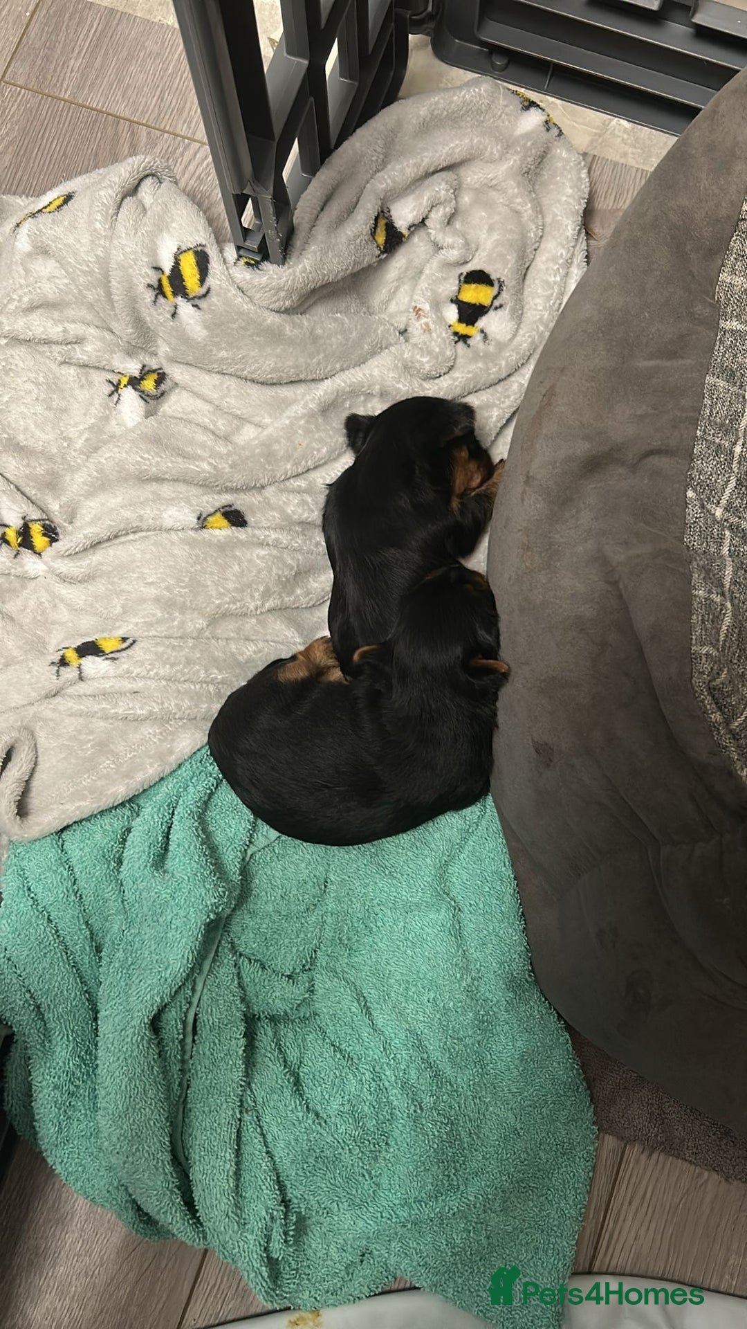 Yorkshire Terrier dogs for sale: Gorgeous small Yorkshire terrier puppies  - Image 3