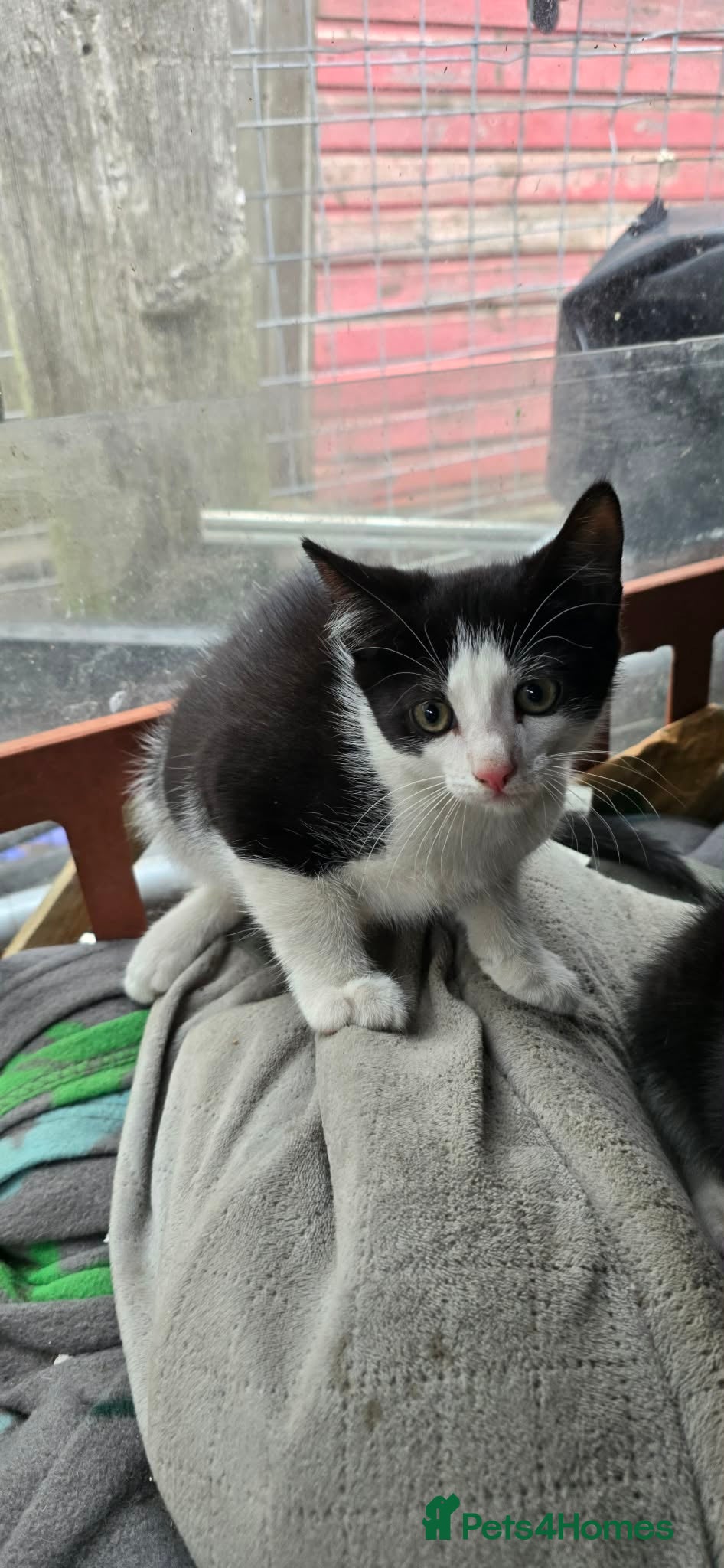 Domestic Shorthair cats 2 boys 1 girl  - Advert 5