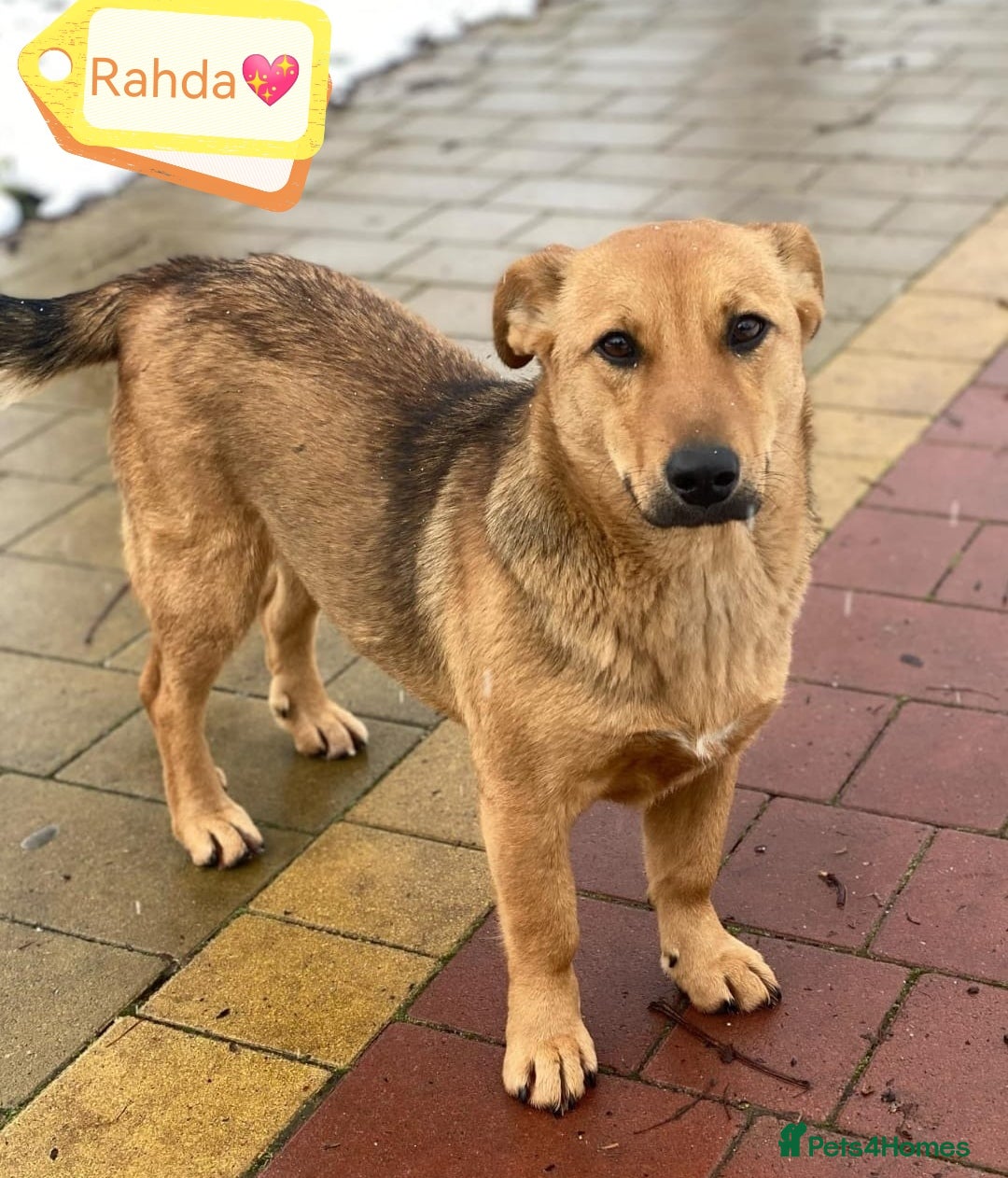 Mixed Breed dogs for adoption: 💖🐶 RAHDA 🐶💖 - Image 2