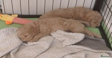 Cockapoo dogs - Advert 3