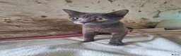 Mixed Breed cats for adoption: Sheba for adoption in Kidlington - Advert 3