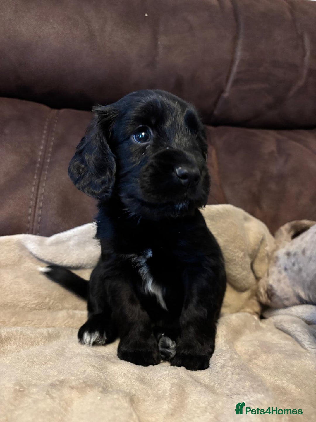 Cockapoo dogs for sale: Stunning cockapoo boys  - Image 5