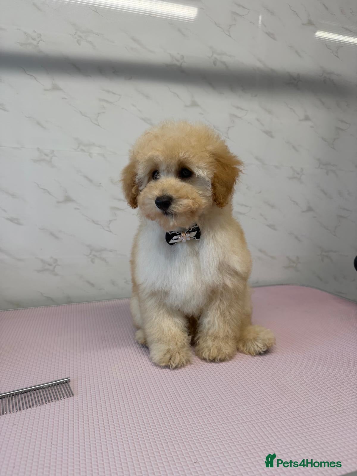 Toy Poodle dogs Toy poodle  - Advert 1