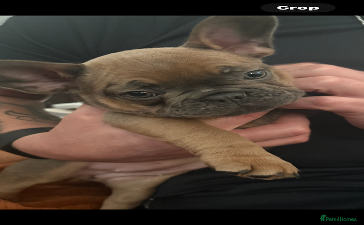 French Bulldog dogs - Advert 1