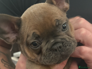 French Bulldog dogs - Advert 21