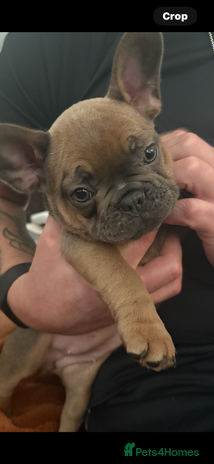 French Bulldog dogs - Advert 1