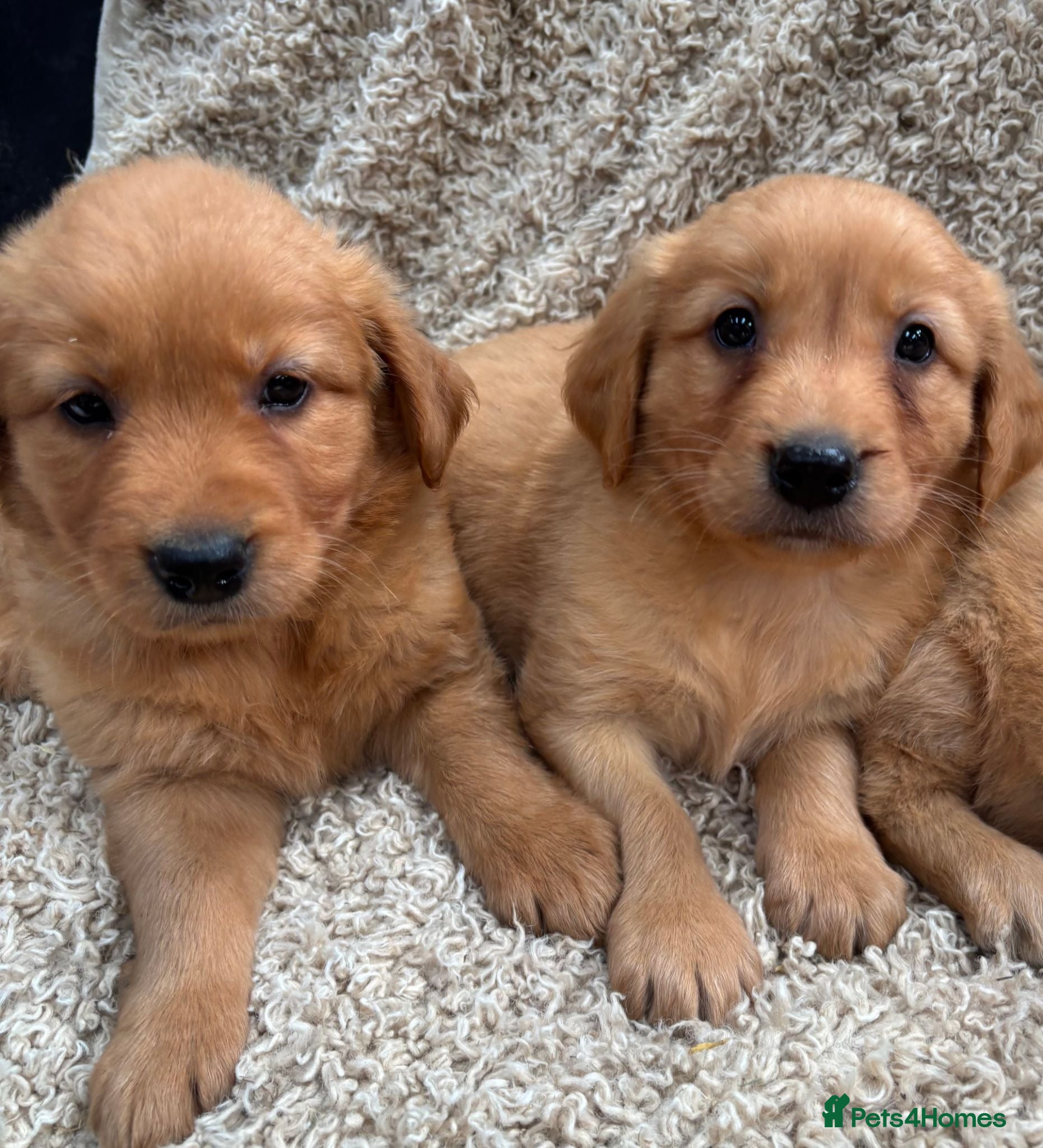 Golden Retriever dogs Dark Golden Retriever Puppies - Advert 1