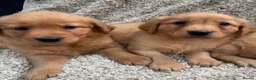 Golden Retriever dogs for sale: Dark Golden Retriever Puppies in Bradford - Advert 1
