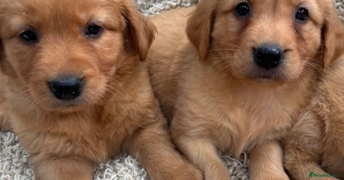 Golden retriever Golden Retriever Puppies For Sale Pets4Homes golden-retriever-golden-retriever-puppies-for-sale-pets4homes