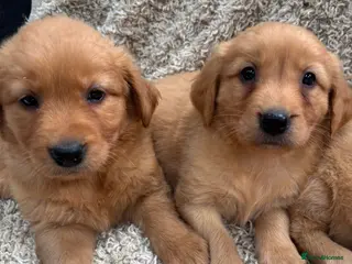 Golden Retriever dogs Golden Retriever Puppies - Advert 1
