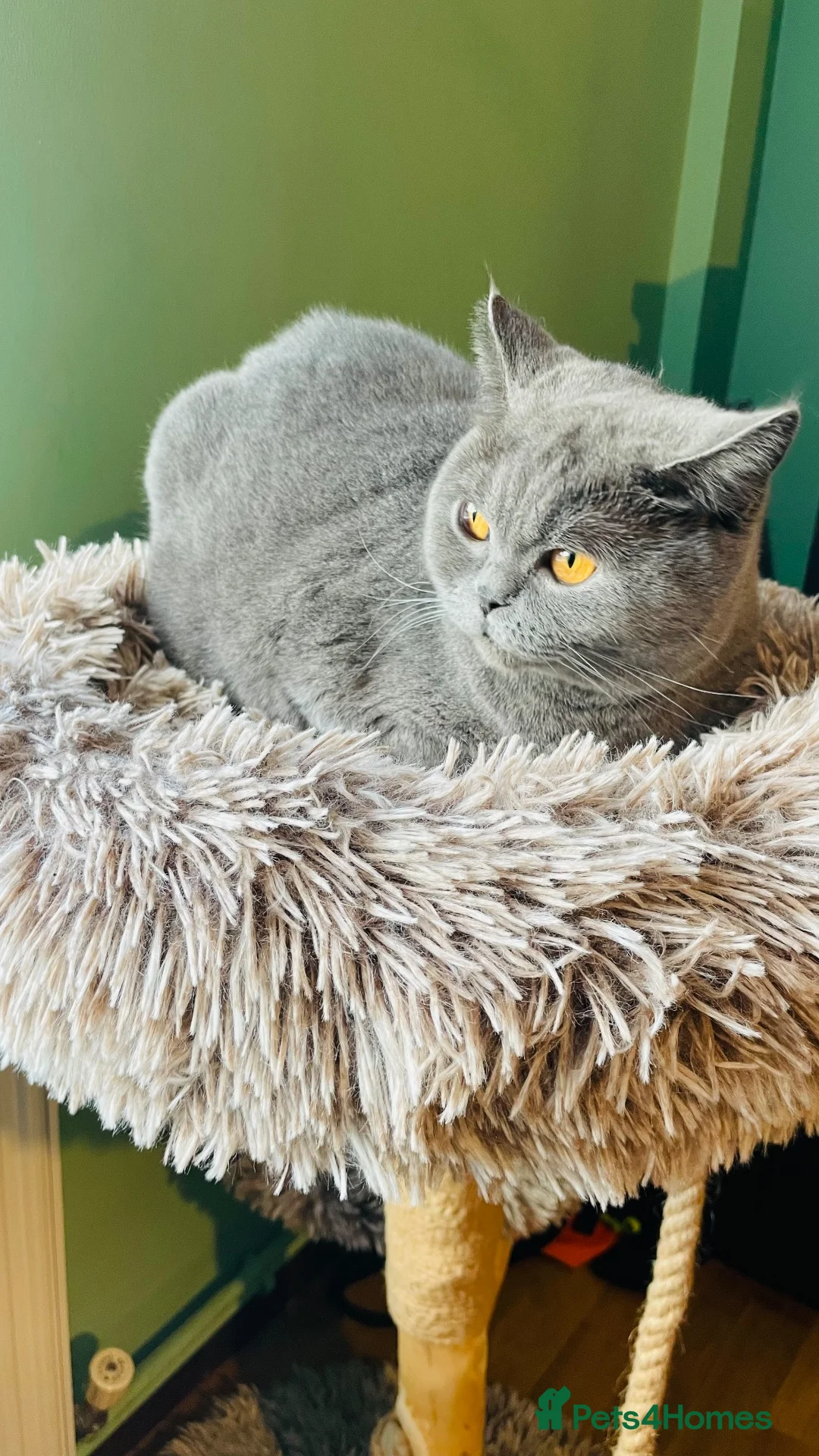 British Shorthair cats for sale: 3 years old female rehoming - Advert 2