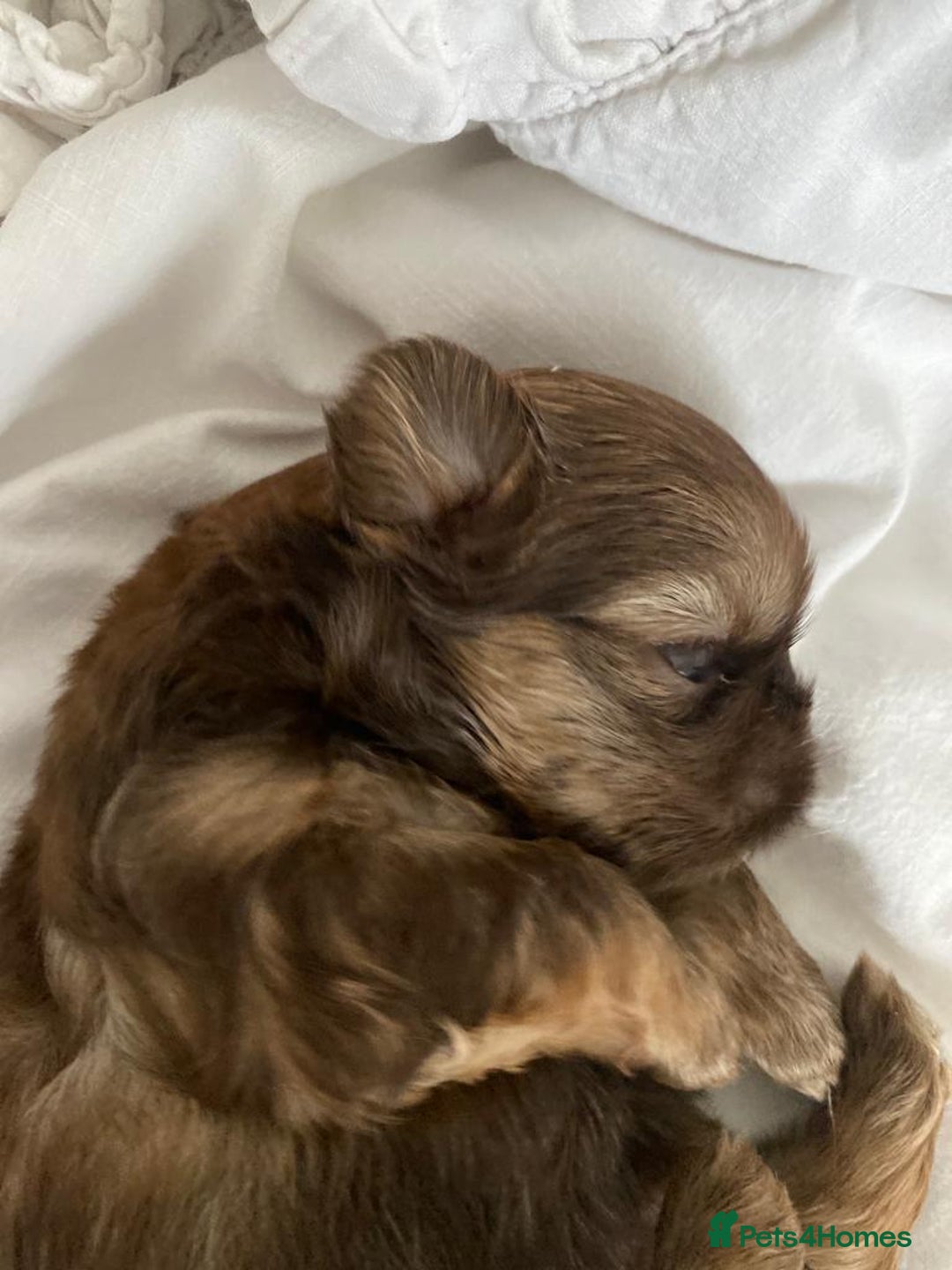 Shih Tzu dogs for stud: Stunning shihtzu stud in Wrexham - Advert 11